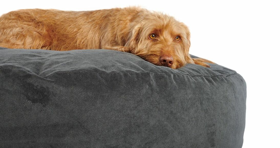 Hundebett Pouf - die Luxus-Liegewiese für Ihren Hund. - Schlafende Hunde  Hundebetten